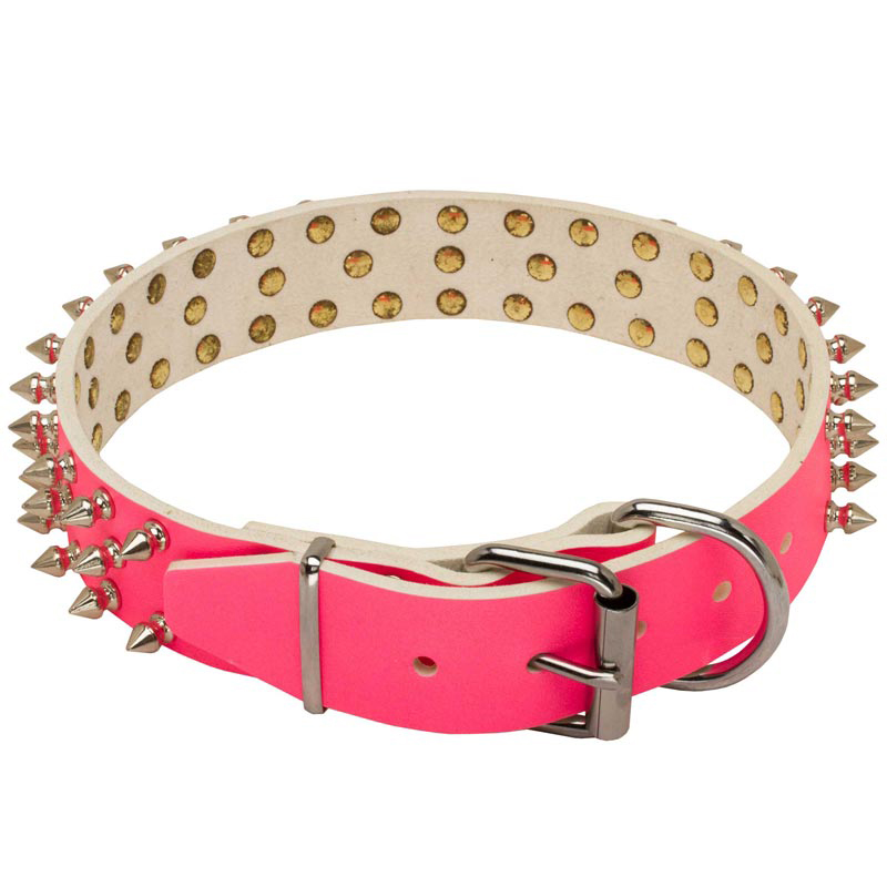 fashion dog collar